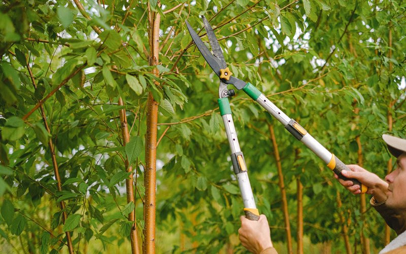 Tree trimming in Crozet, VA